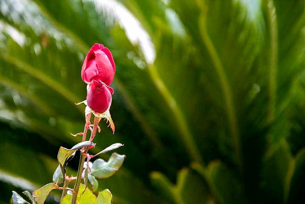 Villa Elsa Skala Rachoni  Ngoại thất bức ảnh